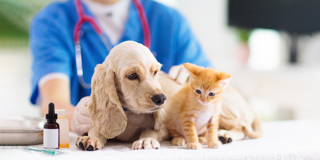 What is pet insurance? - Togiablog